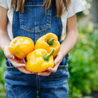 Person in denim overalls holding three freshly harvested, blocky Golden Cal Wonder yellow bell peppers.