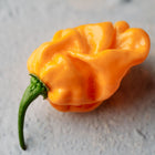 Single wrinkled orange Habanero pepper with a green stem resting on a textured light gray surface.