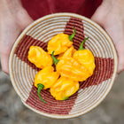 Hands holding a small woven basket filled with freshly harvested bright orange Habanero peppers.
