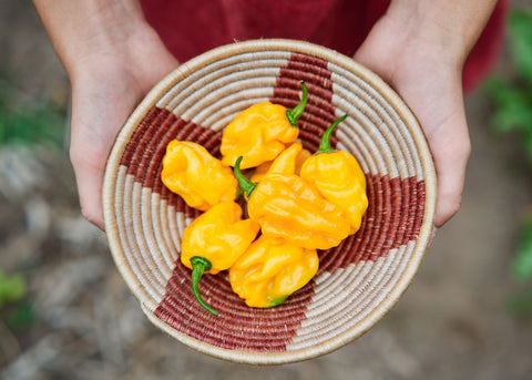 Heirloom Seeds_Pepper Habanero Orange_Bucktown Seed Company-04