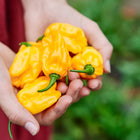 Hands holding a cluster of freshly harvested, lantern-shaped orange Habanero peppers.