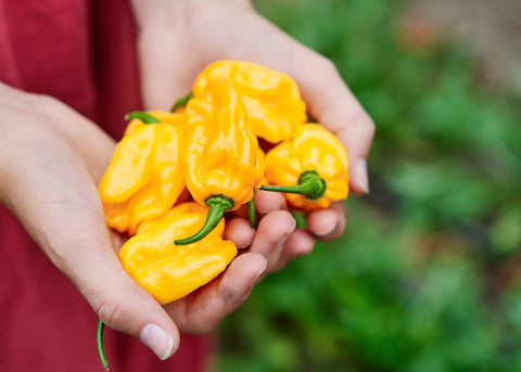 Heirloom Seeds_Pepper Habanero Orange_Bucktown Seed Company-02