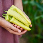 Hands holding a handful of freshly harvested, pale yellow Hungarian Hot Wax peppers in a garden.
