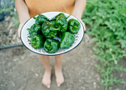 Heirloom Seeds_Italian Pepperoncini Pepper Seeds_Bucktown Seed Company-04