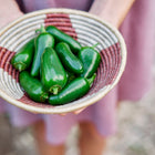 Hands holding a woven bowl filled with freshly harvested glossy green Jalapeño peppers.