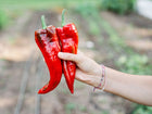 Hand holding two long, tapered, bright red Marconi Red sweet peppers in a garden setting.