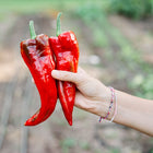 Hand holding two long, tapered, bright red Marconi Red sweet peppers in a garden setting.
