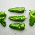 Four fresh green Padron peppers arranged on a textured light gray surface.
