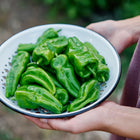 Hands holding a white enamel colander filled with freshly harvested green Padron peppers.