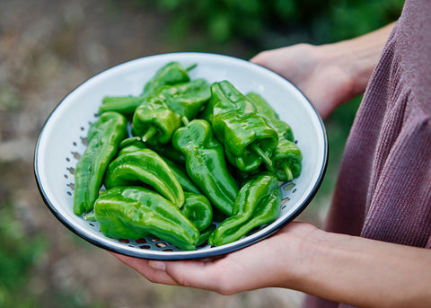 Heirloom Seeds_Pepper Padron_Bucktown Seed Company-01