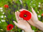 Hands holding a vibrant red Corn Poppy flower with dark centers against a blurred garden background.