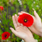 Hands holding a vibrant red Corn Poppy flower with dark centers against a blurred garden background.