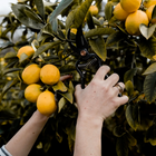 Hands using a black steel Garden Pruner w/ Sheath to harvest bright yellow lemons from a leafy tree.