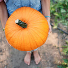 Person holding a large, round, bright orange Connecticut Field pumpkin with a sturdy green stem in a garden.