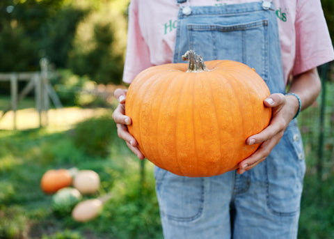 Pumpkin_Jack O Lantern_Seeds_Bucktown Seed Company_01