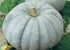 Heirloom Seeds_Pumpkin Jarrahdale Large - Bucktown Seed Company-01