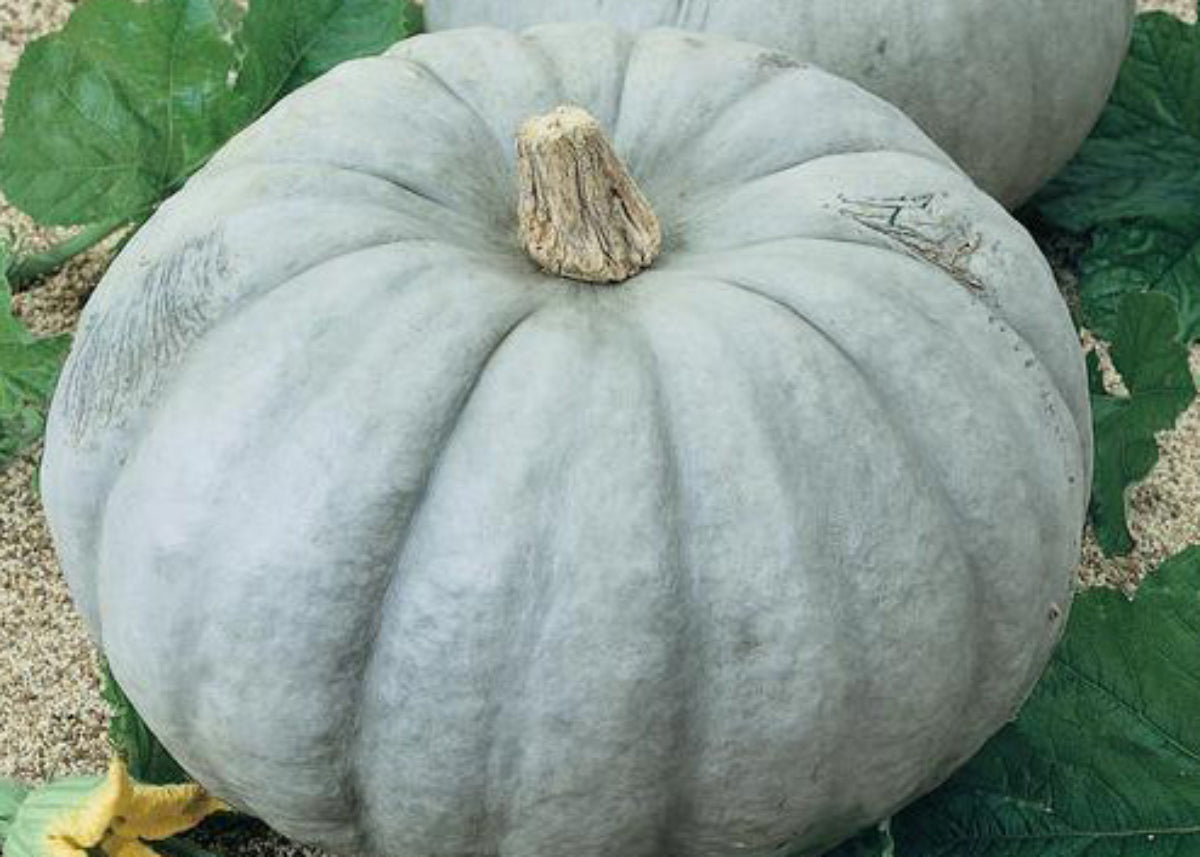 Jarrahdale Large Winter Squash Pumpkin Seed Bucktown Seed Company