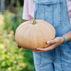 Person in denim overalls holding a flattened, buff-colored Long Island Cheese pumpkin in a garden.