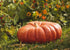 Heirloom Seeds_Pumpkin Rouge Vif D&