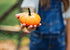Heirloom Seeds - Pumpkin Jack-Be-Little - Bucktown Seed Company-01