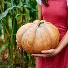 Person in a red apron holding a large, ribbed, tan Musquee de Provence pumpkin in a garden.