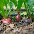 Easter Egg radishes with red and purple roots growing in dark garden soil with green leafy tops.