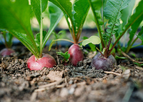 Heirloom Seeds_Radish Easter Egg_Bucktown Seed Company-03