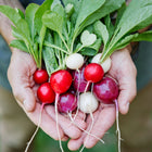 Hands holding a fresh harvest of colorful Easter Egg radishes in shades of red, purple, and white with green leafy tops.