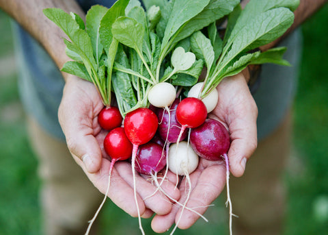 Heirloom Seeds_Radish Easter Egg_Bucktown Seed Company-02