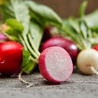 Freshly harvested Easter Egg radishes in red, pink, and white with green tops on a rustic wooden surface.