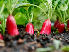 French Breakfast radishes with scarlet roots and white tips growing in dark, damp garden soil.