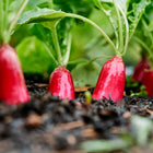 French Breakfast radishes with scarlet roots and white tips growing in dark, damp garden soil.