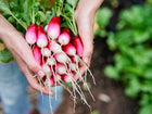 Hands holding a freshly harvested bunch of French Breakfast radishes with scarlet red tops and white tips.