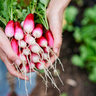 Hands holding a freshly harvested bunch of French Breakfast radishes with scarlet red tops and white tips.