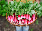 A person holding a woven basket filled with freshly harvested French Breakfast radishes with scarlet roots and white tips.