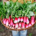 A person holding a woven basket filled with freshly harvested French Breakfast radishes with scarlet roots and white tips.