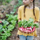 Young girl in a yellow shirt holding a woven basket filled with freshly harvested French Breakfast radishes.
