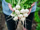 Hands holding a freshly harvested bunch of round, white Philadelphia White Box radishes with green tops.