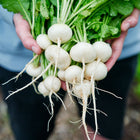 Hands holding a freshly harvested bunch of round, white Philadelphia White Box radishes with green tops.
