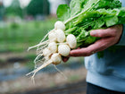 Hands holding a freshly harvested bunch of round, white Philadelphia White Box radishes with green leafy tops.