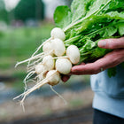 Hands holding a freshly harvested bunch of round, white Philadelphia White Box radishes with green leafy tops.