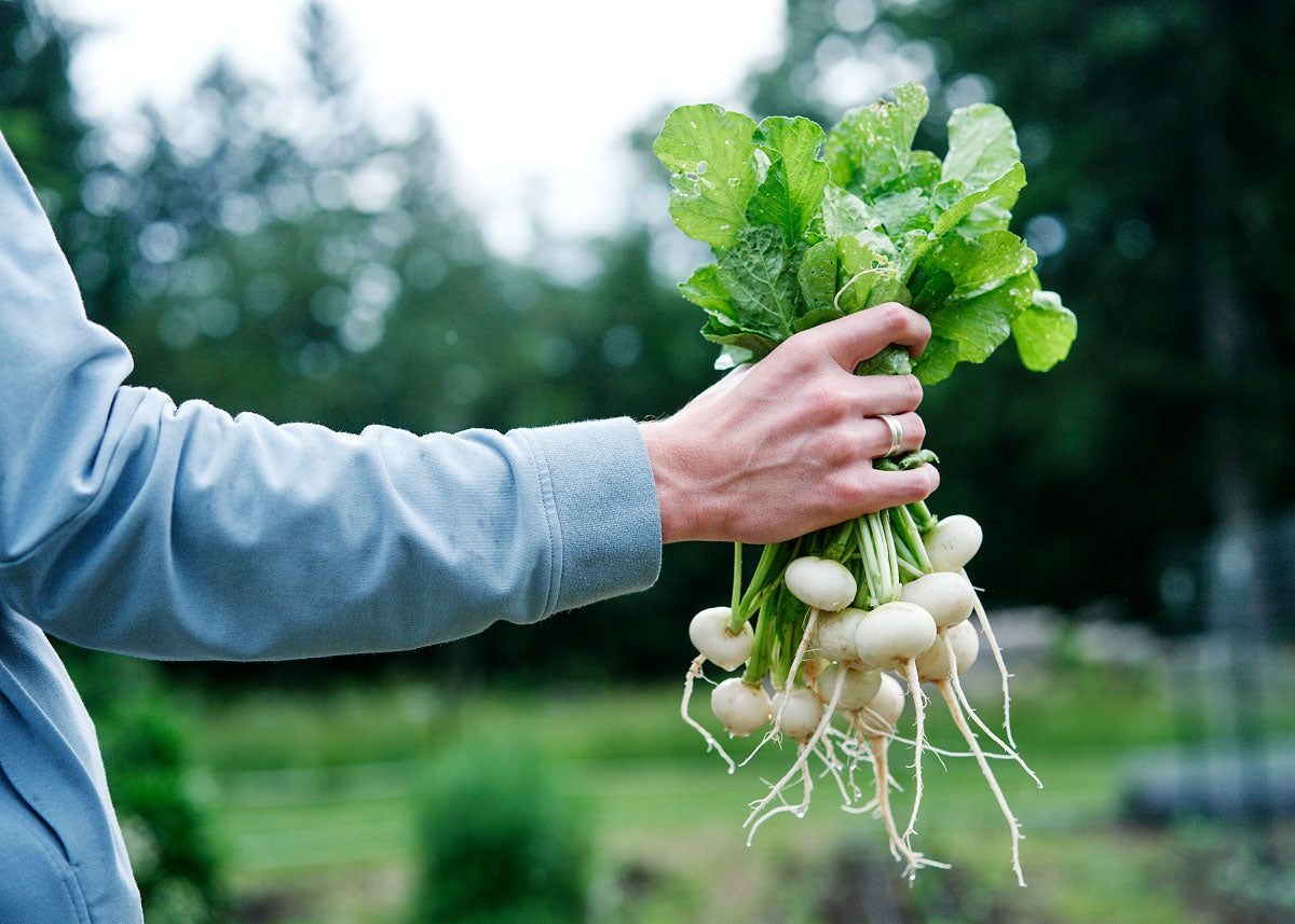 Philadelphia White Box Radish Seed Bucktown Seed Company