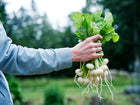 Hand holding a freshly harvested bunch of round, white Philadelphia White Box radishes with green leafy tops.
