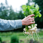 Hand holding a freshly harvested bunch of round, white Philadelphia White Box radishes with green leafy tops.