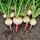 Freshly harvested Watermelon radish roots with green leafy tops resting on dark garden soil.
