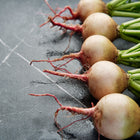 Freshly harvested Watermelon radish roots with pale skin and green tops lined up on a dark marble surface.