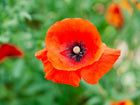 Vivid scarlet Red Corn poppy flower with delicate papery petals and a dark center against a soft green background.