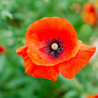 Vivid scarlet Red Corn poppy flower with delicate papery petals and a dark center against a soft green background.