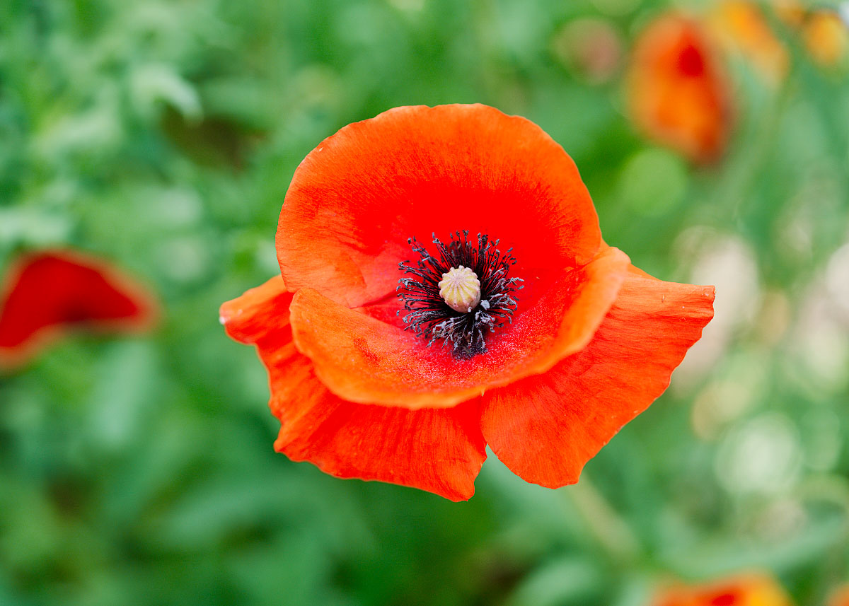 Red Poppy Types Red Corn Poppy Seeds