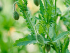 Fuzzy, green flower buds of a Red Corn poppy plant with serrated leaves against a soft, out-of-focus background.
